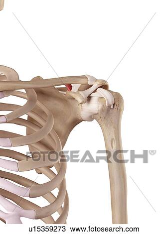 Human shoulder ligaments View Large Photo Image Stock Image - Human shoulder ligaments. Fotosearch