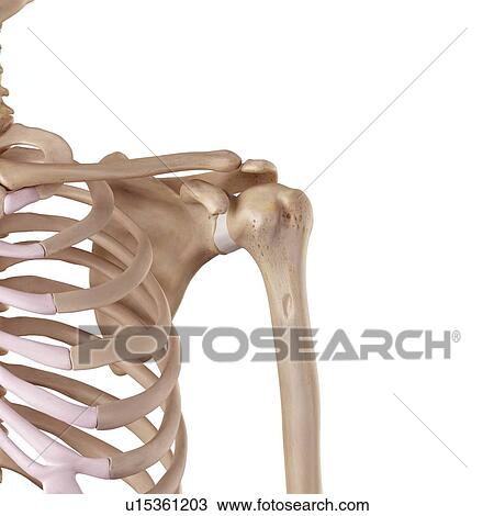 Human shoulder ligaments View Large Photo Image Stock Image - Human shoulder ligaments. Fotosearch