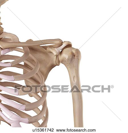Human shoulder ligaments View Large Photo Image Stock Image - Human shoulder ligaments. Fotosearch