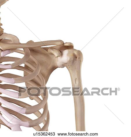 Stock Image - Human shoulder ligaments. Fotosearch