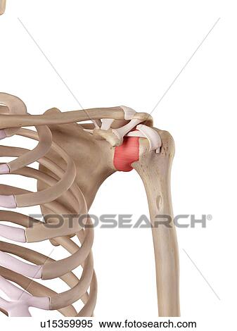 Human shoulder ligaments View Large Photo Image Stock Photography - Human shoulder ligaments. Fotosearch