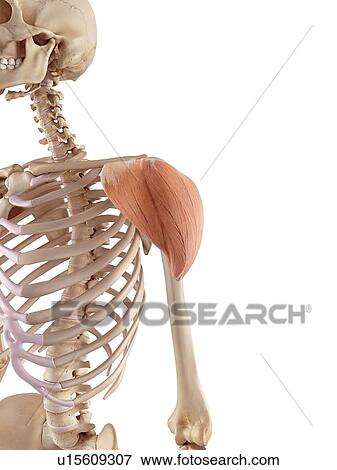 Stock Photo - Human shoulder muscle. Fotosearch