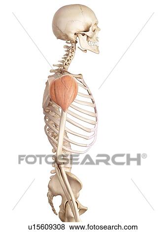 Stock Photo - Human shoulder muscle. Fotosearch