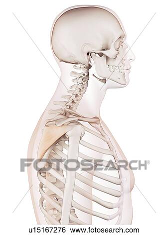 Human shoulder muscle View Large Photo Image Stock Photograph - Human shoulder muscle. Fotosearch