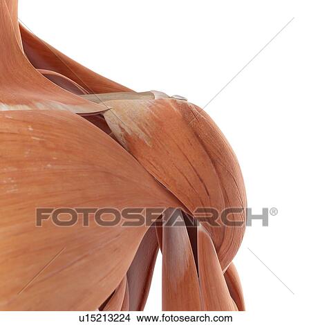 Picture - Human shoulder muscles. Fotosearch