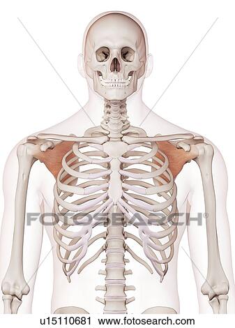 Stock Image - Human shoulder muscles. Fotosearch