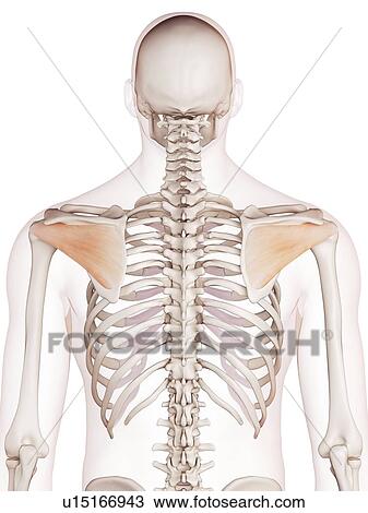 Human shoulder muscles View Large Photo Image Stock Image - Human shoulder muscles. Fotosearch