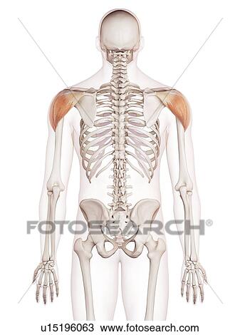Stock Image - Human shoulder muscles. Fotosearch