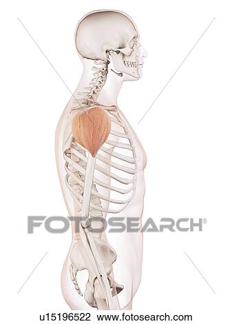 Stock Image - Human shoulder muscles. Fotosearch