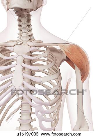 Stock Image - Human shoulder muscles. Fotosearch