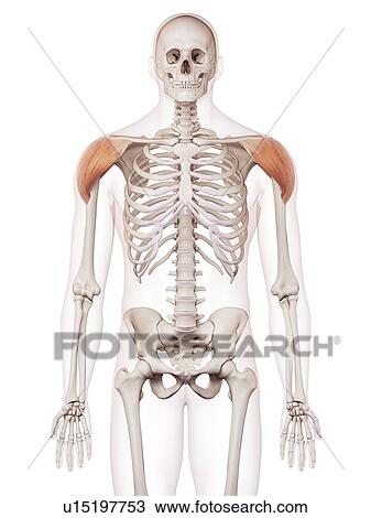 Stock Image - Human shoulder muscles. Fotosearch