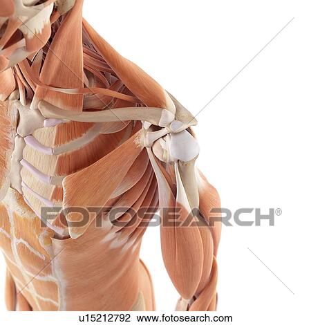 Stock Image - Human shoulder muscles. Fotosearch