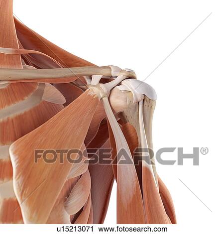 Stock Image - Human shoulder muscles. Fotosearch