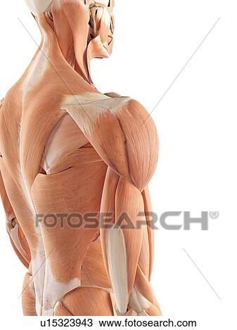 Human shoulder muscles View Large Photo Image Stock Image - Human shoulder muscles. Fotosearch