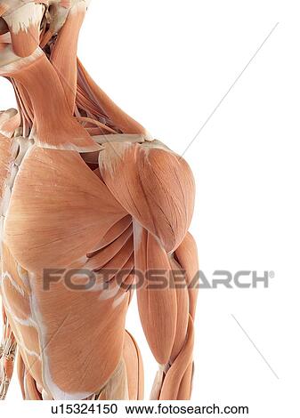 Stock Image - Human shoulder muscles. Fotosearch