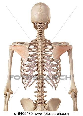 Stock Image - Human shoulder muscles. Fotosearch