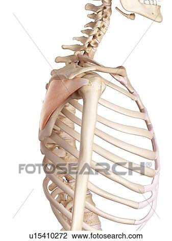 Stock Image - Human shoulder muscles. Fotosearch