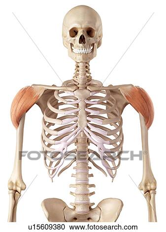 Stock Image - Human shoulder muscles. Fotosearch