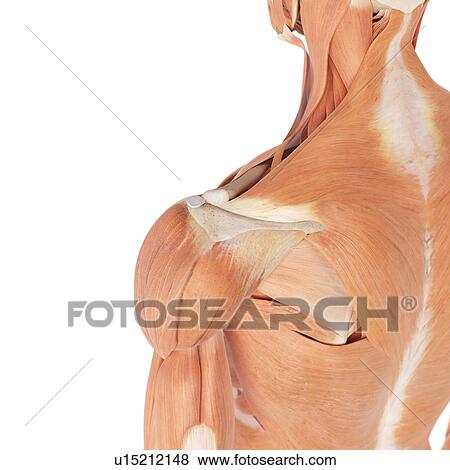 Stock Photo - Human shoulder muscles. Fotosearch