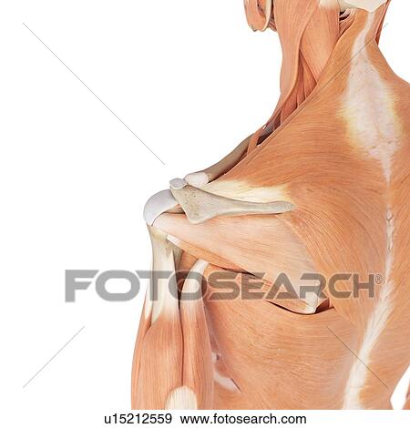 Human shoulder muscles View Large Photo Image Stock Photo - Human shoulder muscles. Fotosearch