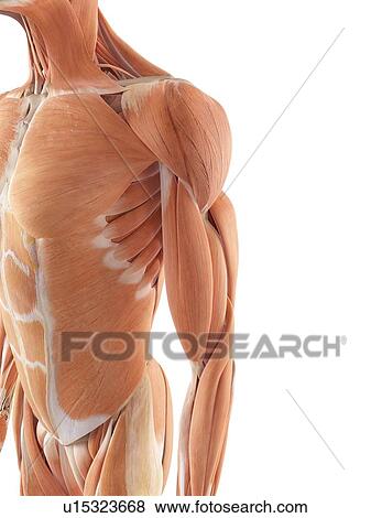 Stock Photo - Human shoulder muscles. Fotosearch