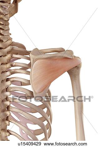 Human shoulder muscles View Large Photo Image Stock Photo - Human shoulder muscles. Fotosearch