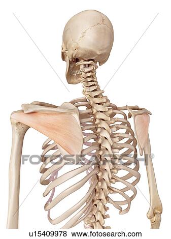 Stock Photo - Human shoulder muscles. Fotosearch