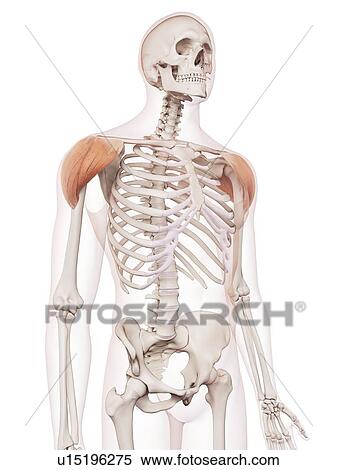 Stock Photography - Human shoulder muscles. Fotosearch