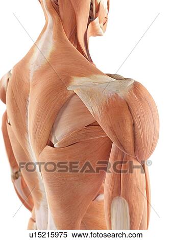 Stock Photography - Human shoulder muscles. Fotosearch