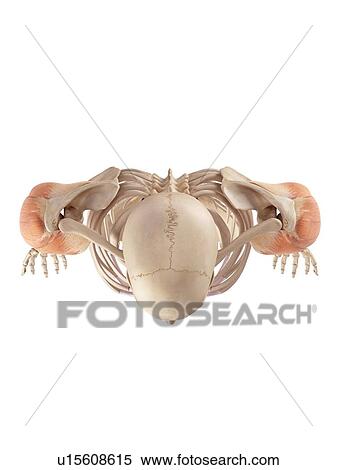 Human shoulder muscles View Large Photo Image Stock Photography - Human shoulder muscles. Fotosearch