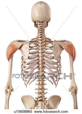 Stock Photography - Human shoulder muscles. Fotosearch