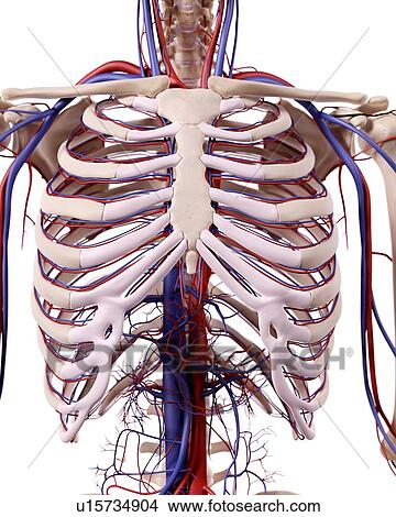 Picture - Human skeletal structure. Fotosearch