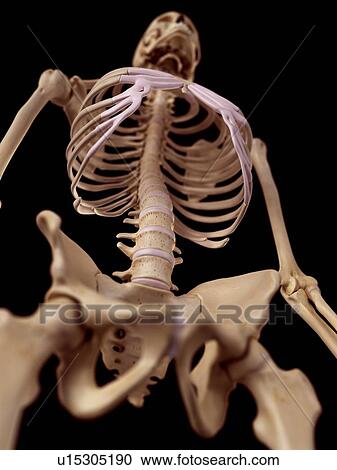 Stock Image - Human skeletal structure. Fotosearch