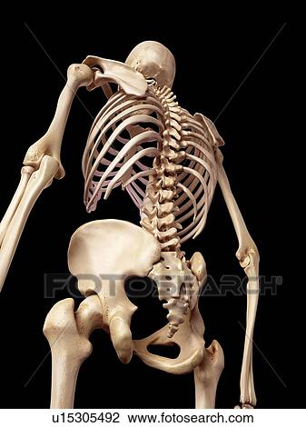 Stock Image - Human skeletal structure. Fotosearch
