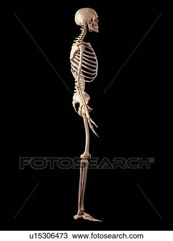Stock Image - Human skeletal structure. Fotosearch
