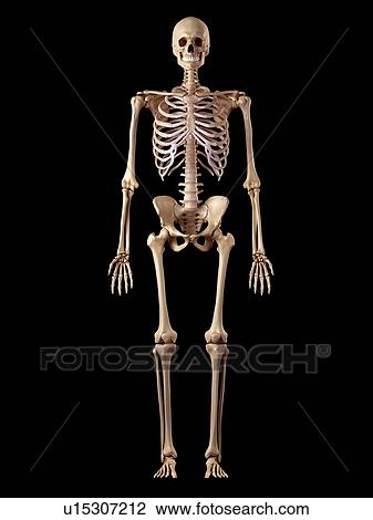 Stock Image - Human skeletal structure. Fotosearch