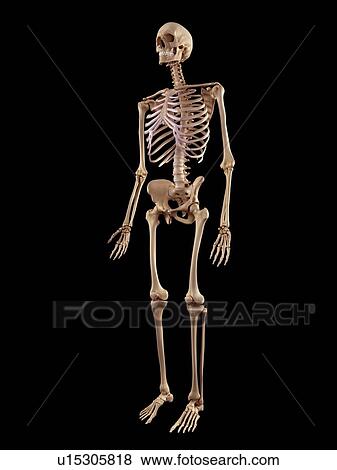 Stock Photo - Human skeletal structure. Fotosearch
