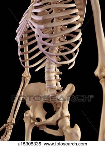 Stock Photography - Human skeletal structure. Fotosearch