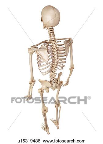Human skeletal system View Large Photo Image Stock Photograph - Human skeletal system. Fotosearch