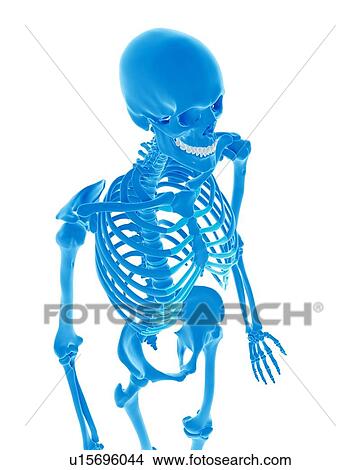 Human skeleton View Large Photo Image Picture - Human skeleton. Fotosearch