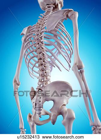 Stock Image - Human skeleton. Fotosearch
