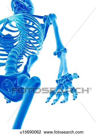 Stock Image - Human skeleton. Fotosearch