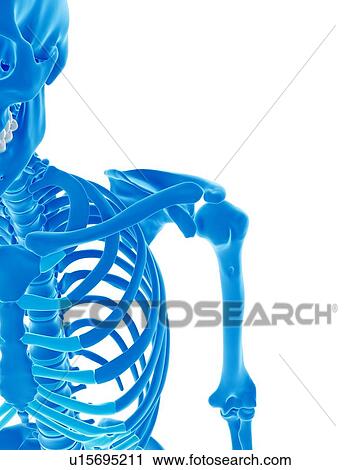 Stock Image - Human skeleton. Fotosearch