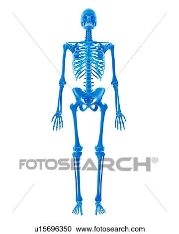 Stock Image - Human skeleton. Fotosearch