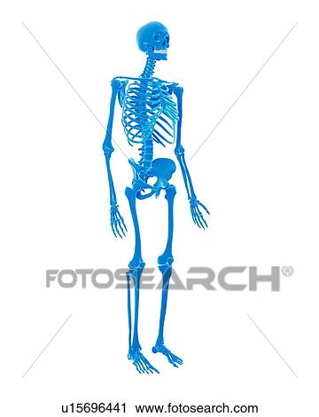 Stock Image - Human skeleton. Fotosearch