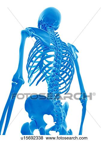 Stock Photo - Human skeleton. Fotosearch
