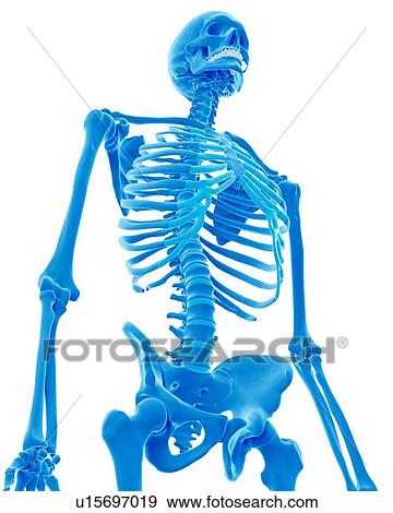 Stock Photo - Human skeleton. Fotosearch
