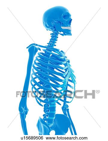 Stock Photograph - Human skeleton. Fotosearch
