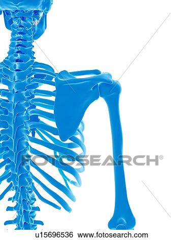 Stock Photograph - Human skeleton. Fotosearch