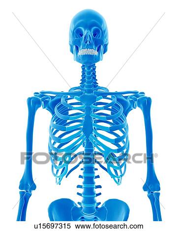 Stock Photography - Human skeleton. Fotosearch